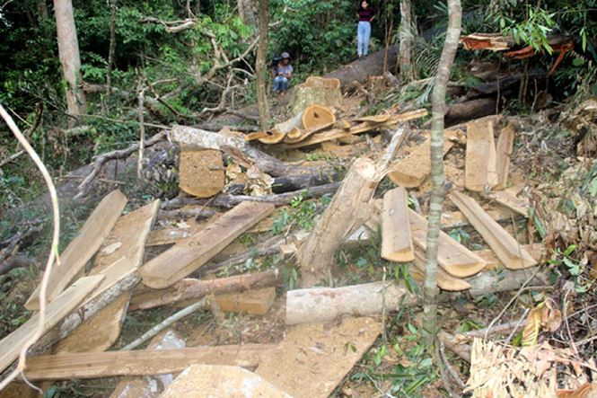 Gỗ sau khi “khai thác” được lâm tặc vận chuyển ra ngoài, nằm ngổn ngang dọc hai bên đường mòn trong rừng. Ảnh: Tr. Định