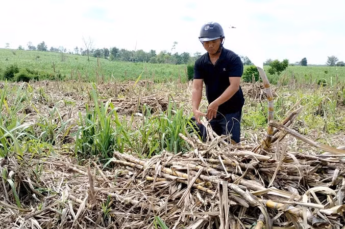 Mía nhà anh Sơn chặt cả tháng chưa được thu mua.