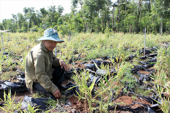 Ông Đèo Minh Thiện bên vườn gừng chết.