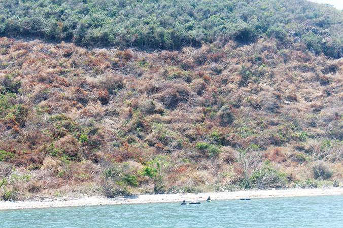 Rừng ở Vân Phong đang bị phá để lấy đất.