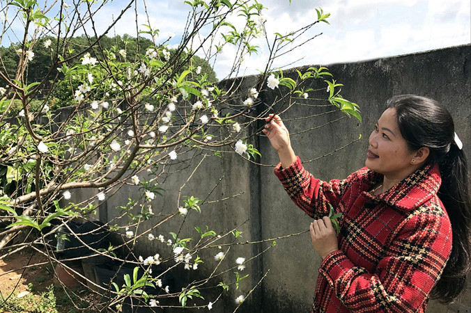 Đào trắng kén người chơi.