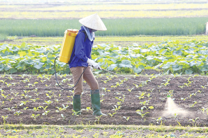 Bộ NN&PTNT yêu cầu đơn vị chức năng rà soát, loại bỏ các loại thuốc BVTV độc hại cho sức khỏe, môi trường. Ảnh: Như Ý.