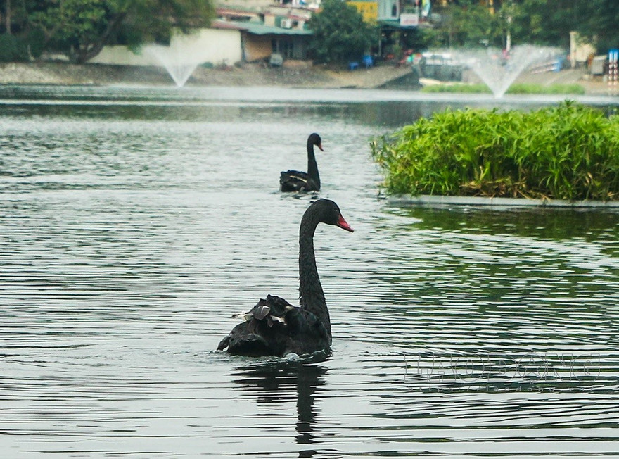 Thiên nga đừng sợ!
