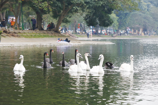 Đàn thiên nga tại hồ Thiền Quang. Ảnh: Như Ý.