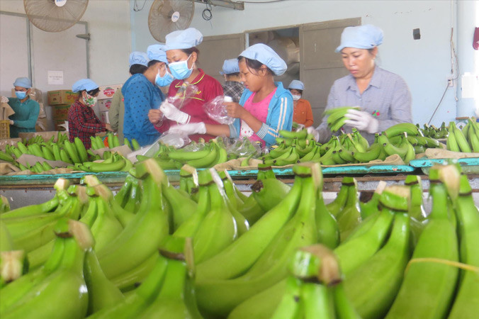 Chuối của Công ty Huy Long An xuất đi Nhật.