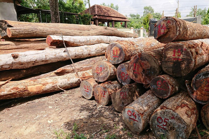 Gỗ lậu của Phượng “râu” tại Hạt Kiểm lâm huyện Cư Jút( Ðắk Nông).