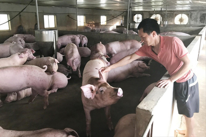 Dù giá lợn hơi đã nhích lên, nhưng nhiều người nuôi vẫn lỗ nặng do cú sốc giảm giá năm ngoái. Ảnh: Bình Phương.