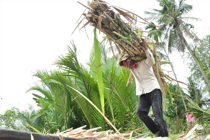 Những bó mía trĩu nặng nhưng giá bán chẳng được là bao. Ảnh: X.L.