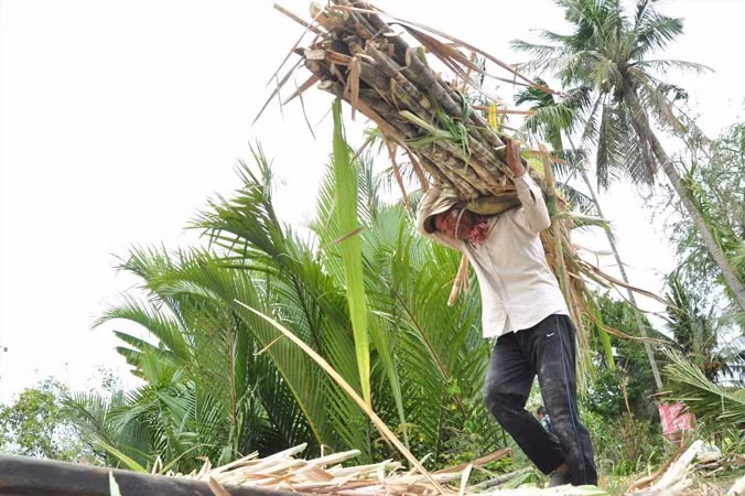 Những bó mía trĩu nặng nhưng giá bán chẳng được là bao. Ảnh: X.L.