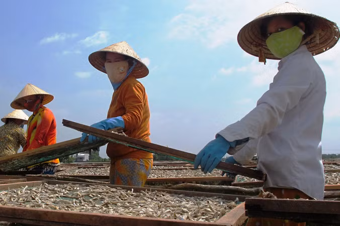 Phơi khô ở Cà Mau. Ảnh: Tiến Hưng.