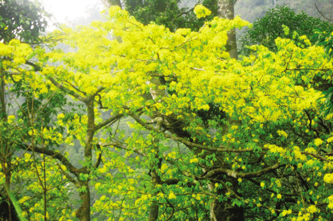 Ngày xuân, cả rừng hoa nở rộ, nhìn xa như tấm áo cà sa vàng rực phủ lên non thiêng Yên Tử.