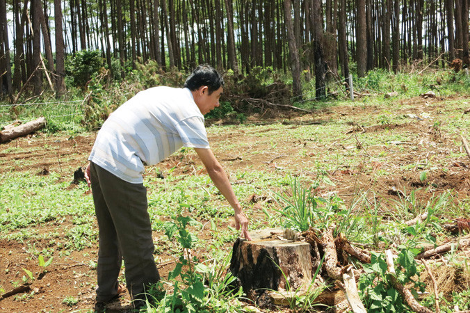 Rừng thông được giao cho Công ty Nguyên Vũ bị cưa hạ.