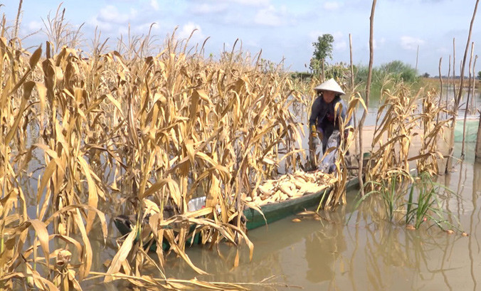 Lũ về sớm làm cho nhiều diện tích hoa màu của người dân huyện Hồng Ngự, Ðồng Tháp thiệt hại.