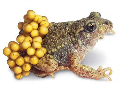 Ảnh minh họa:Internet