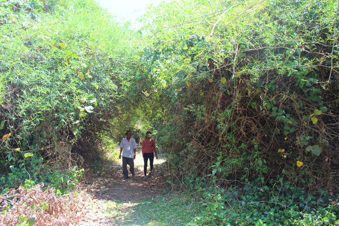 Ông Y Vế Liêng nói rằng những bụi tre này được mọc lên từ những ngôi mộ cổ.