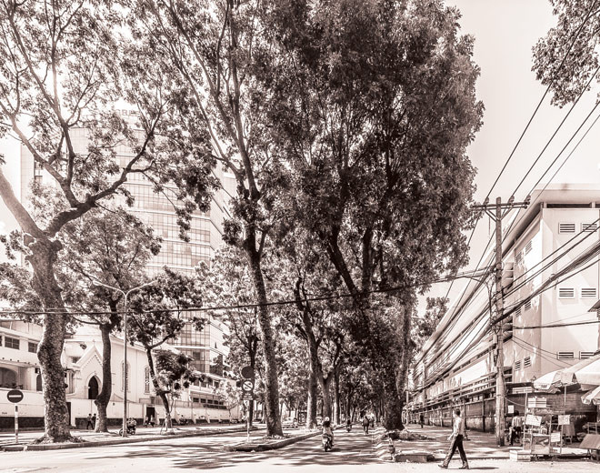 Ðường Tôn Ðức Thắng (quận 1 - TPHCM) khi chưa chặt hàng cây. Ảnh: Mai Lê Minh.