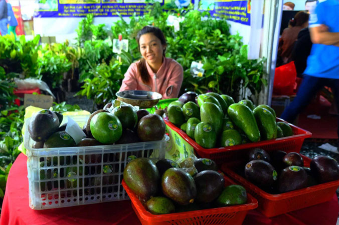 Bơ khủng giống từ Cu Ba.