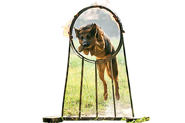 Ký ức trường chó