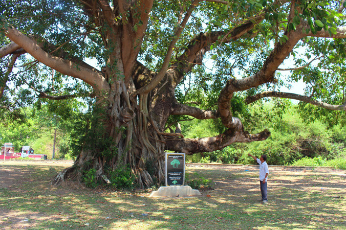 Già Y Vế Liêng bên cây đa cổ thụ.