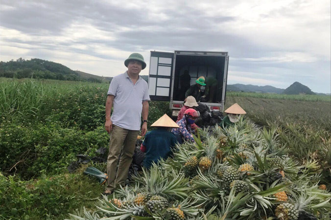 Thu gom dứa của nông dân tại Nông trường Hà Trung ra Hà Nội tiêu thụ. Ảnh: Bảo An.