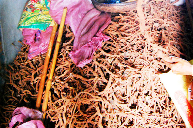 Thương lái thu mua rễ tiêu.