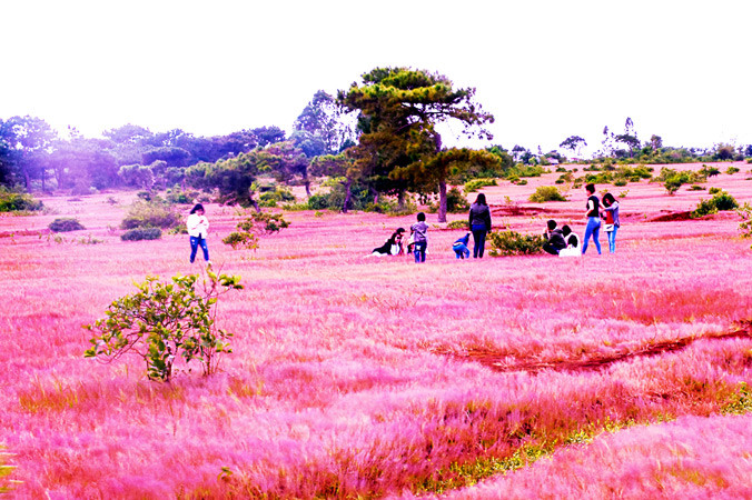 Đồi cỏ hồng tại huyện Đắk Đoa sắp bị xóa sổ bởi dự án sân golf.