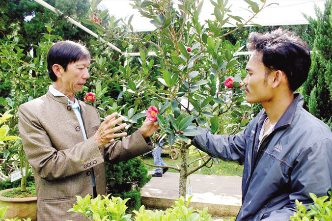 Ông Thân nhân giống trà my nội để bảo tồn nguồn gen quý.