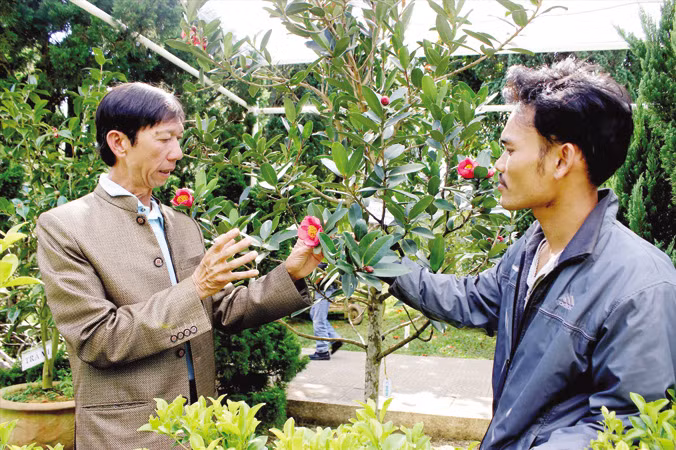 Ông Thân nhân giống trà my nội để bảo tồn nguồn gen quý.