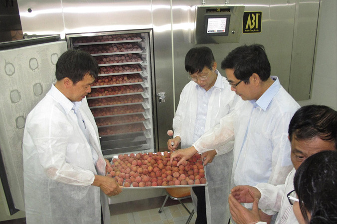 Chế biến, bảo quản vải còn yếu, nên áp lực tiêu thụ sẽ rất lớn, nhất là trước thông tin vải năm nay được mùa. Ảnh: Bình Phương.