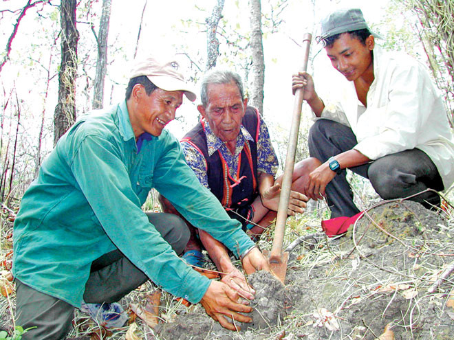 Ama Kông dạy Khăm Phết và cháu nội cách đào củ thuốc quý.