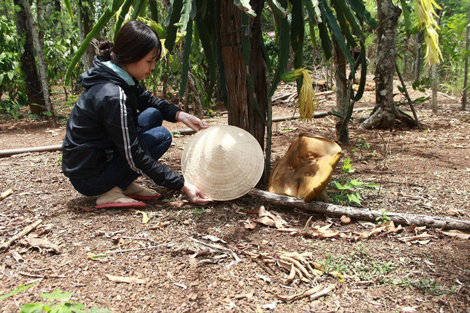 Nấm to bằng chiếc nón lá.