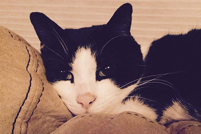 Chú mèo Mister Boo.