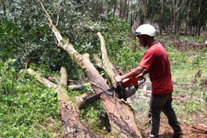 Cắt gỗ cây cao su cần thanh lý bán đấu giá.