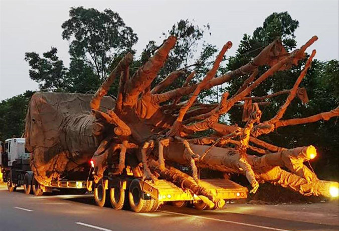 Sau khi đi qua nhiều tỉnh, thành, đoàn xe “quái thú” gồm 3 chiếc tải hạng nặng đã bị lực lượng CSGT TT-Huế phát hiện, xử lý và yêu cầu tạm dừng lưu thông.