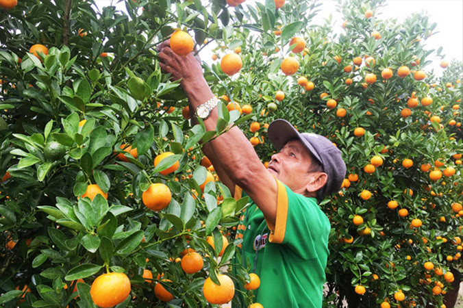 Ông Nguyễn Viết Dũng phấn khởi vì quất bội thu. Ảnh: Trần Loan.