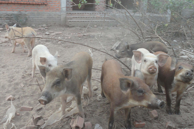 Nuôi lợn trong biệt thự bỏ hoang