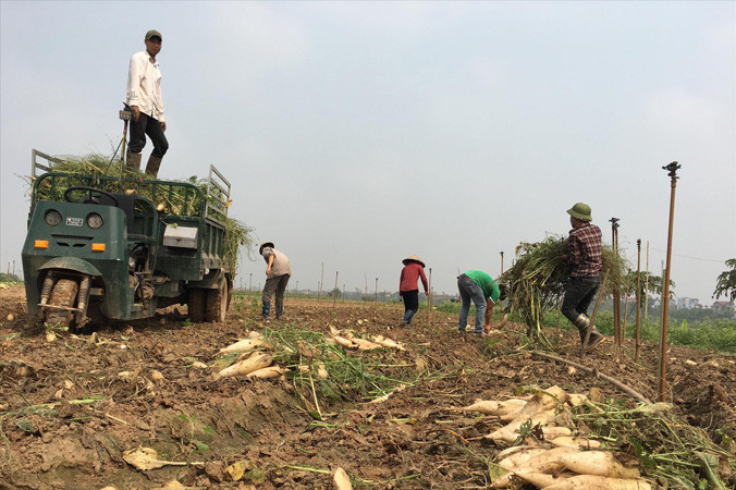 Thu gom củ cải lên xe để mang đi tiêu hủy.