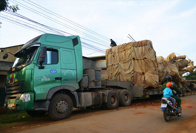 Cây khủng chụp ngày 19/12/2017 tại xã Ea Hồ huyện Krông Năng, Đắk Lắk. Ảnh: Hoàng Thiên Nga.
