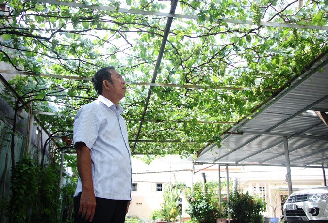 Ông Ở bên vườn nho sắp đến ngày thu hoạch. Ảnh: Ngô Tùng.