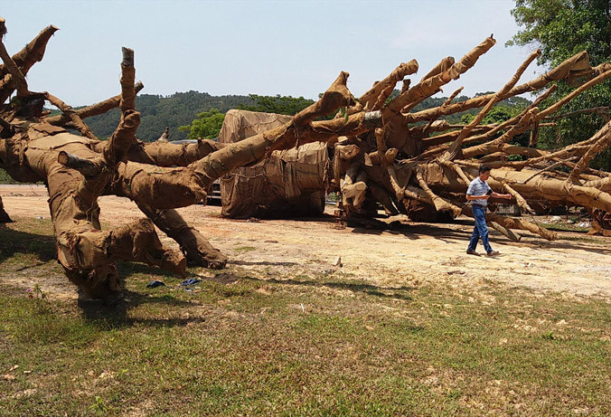 Đến chiều 3/4, chủ nhân của 3 cây cổ thụ vẫn chưa được xác định, cơ quan kiểm lâm TT-Huế đã lập biên bản tạm giữ số cây khủng này.