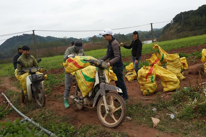 Hàng tấn củ cải được tiêu thụ ngay tại ruộng.
