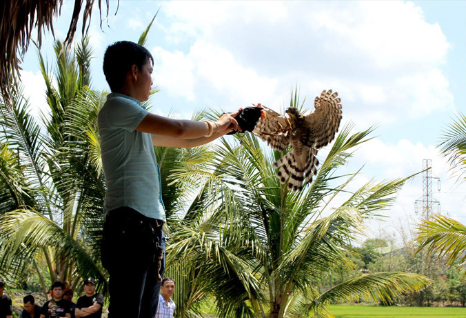 Chim săn mồi phát hiện, săn mồi nhanh hơn tia chớp.