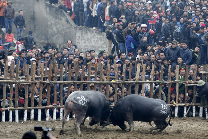 Hội chọi trâu Lập Thạch, Vĩnh Phúc. Ảnh: Hồng Vĩnh.