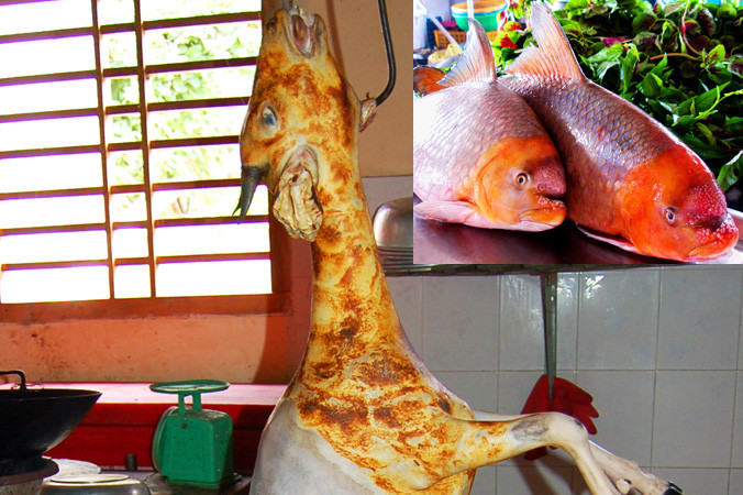 Số phận thê thảm của một con hoẵng (ảnh lớn). Cặp cá mõm trâu vàng đã lên máy bay (ảnh nhỏ).