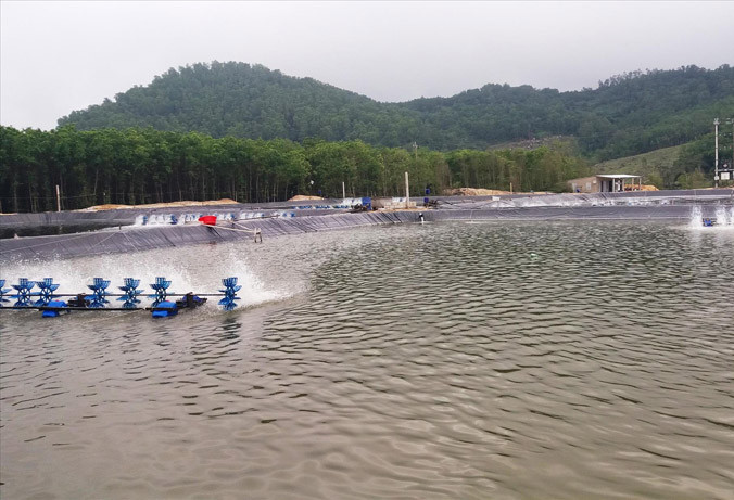 Ao hồ tôm lậu quy mô lớn nằm sát dải rừng ven biển xã Lộc Vĩnh (huyện Phú Lộc, tỉnh TT-Huế) vẫn nuôi thả ồ ạt, sôi động bất chấp lệnh cấm và chưa biết đến bao giờ mới bị cưỡng chế, phá dỡ.