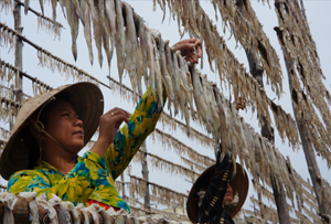 Chị em phụ nữ phải thức sớm, khéo léo, tỉ mỉ vắt cá khoai phơi khô.