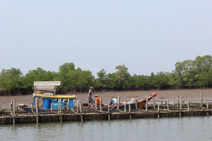 Một giàn nuôi hàu trên sông Mỏ Nhát.
