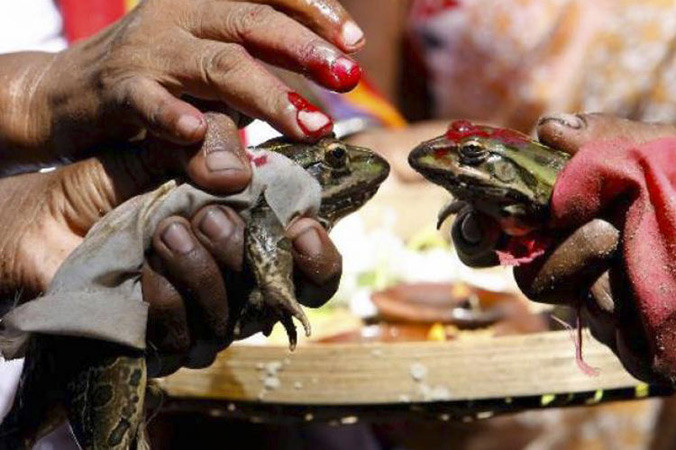 Đám cưới ếch.