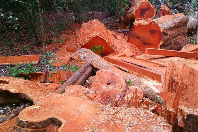 Những gốc cây lớn tại hiện trường phá rừng gần đồn BP 741.