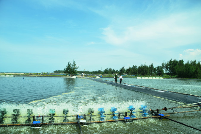 Khu ao tôm đang thả nuôi của vợ chồng anh Mười Phi.